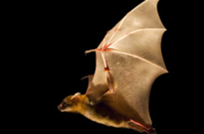 bat-flying.jpg