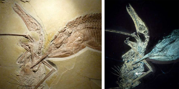 PterosaurFish2.jpg