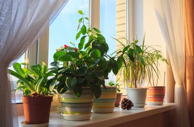 Houseplants - Shutterstock