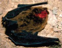 Pipistrelle.jpg