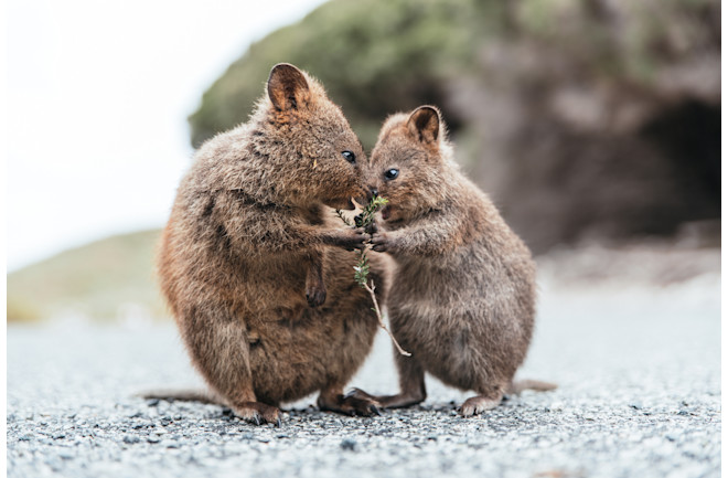 two quokkas on rottnest island