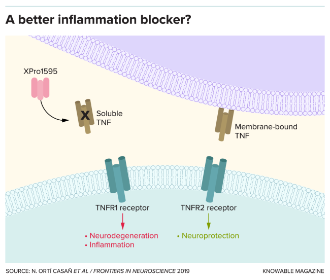 G-inflammation-blocker-alt