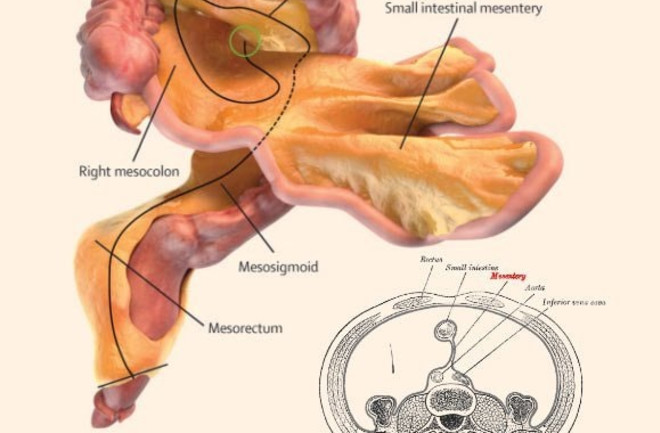 turns-out-the-mesentery-is-one-continuous-organ