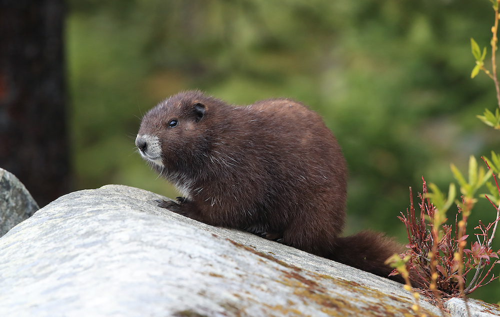 Marmots Are Teaching Their Captive-Bred Friends How to Live in the Wild |  Discover Magazine