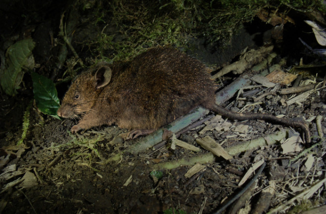 Low-Res photo of holotype.jpeg