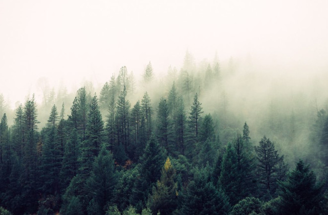 Forest in Fog - Shutterstock