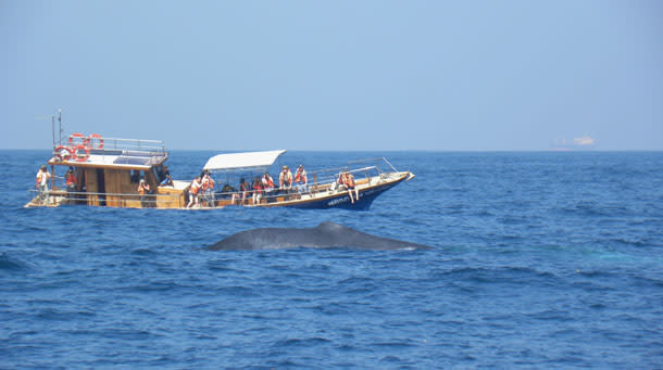BlueWhale_touristboat.jpg