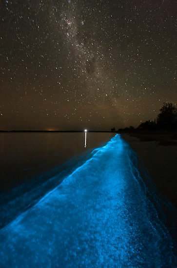 2446197-3-bioluminescence-under-the-southern-sky.jpg
