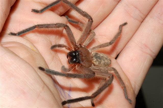 ARACHNOPHOBIA? How to Avoid Brown Recluse Spider Bites