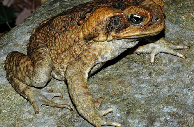 Cane Toad - Wikimedia Commons
