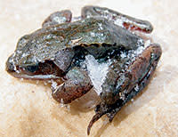 biologyof-frogb.jpg