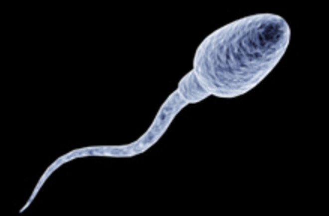 sperm220.jpg
