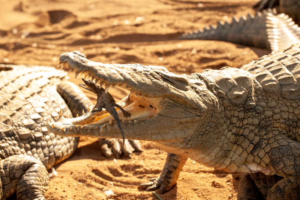 Crocodiles Are Particularly Good Mothers | Discover Magazine
