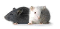 PCWmice1.jpg