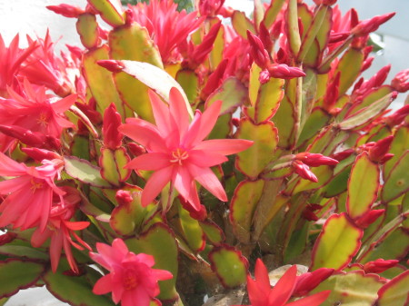 easter_cactus.jpg