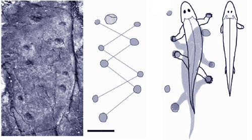 Tetrapod-tracks.jpg