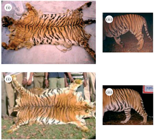 Tigerskins.jpg