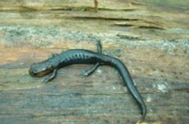 salamander.jpg