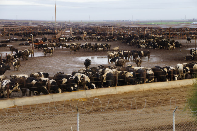 Cattle feedlot in Central Valley, California