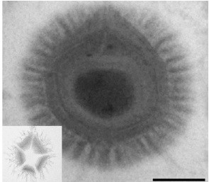 megavirus.jpg