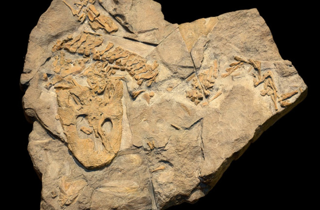 Acanthostega fossil