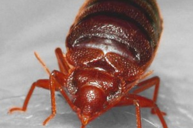 Horrifying Study Shows How Far Bed Bugs Can Spread In