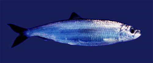 Herring.jpg