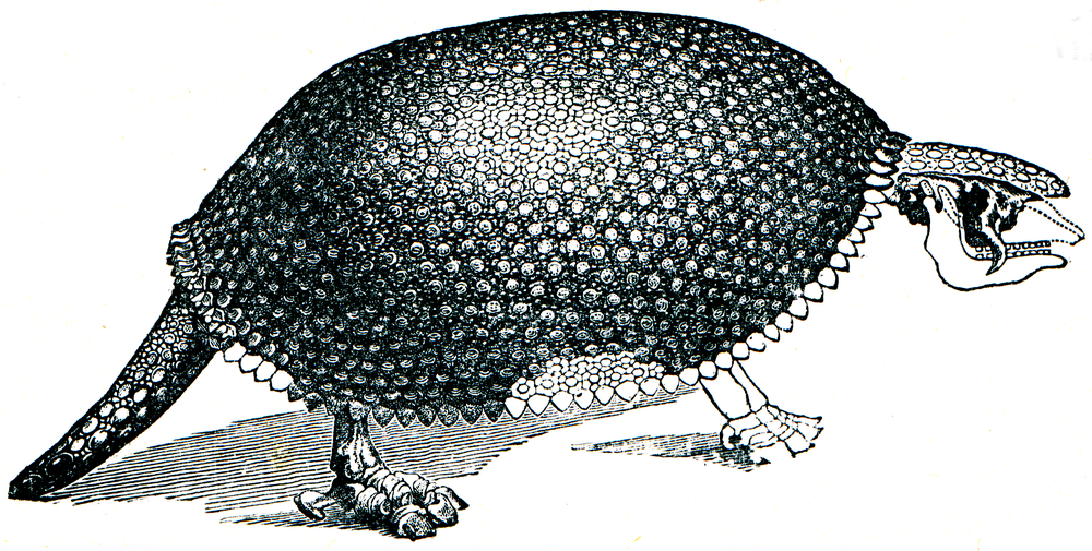 Humboldt Darwin and the importance of little things  Ecology  Evolution  Community