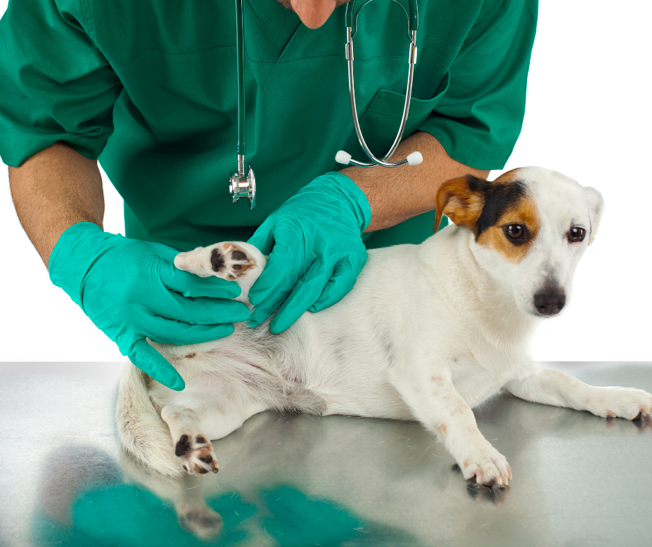 Best medicine for shop dogs with hip dysplasia