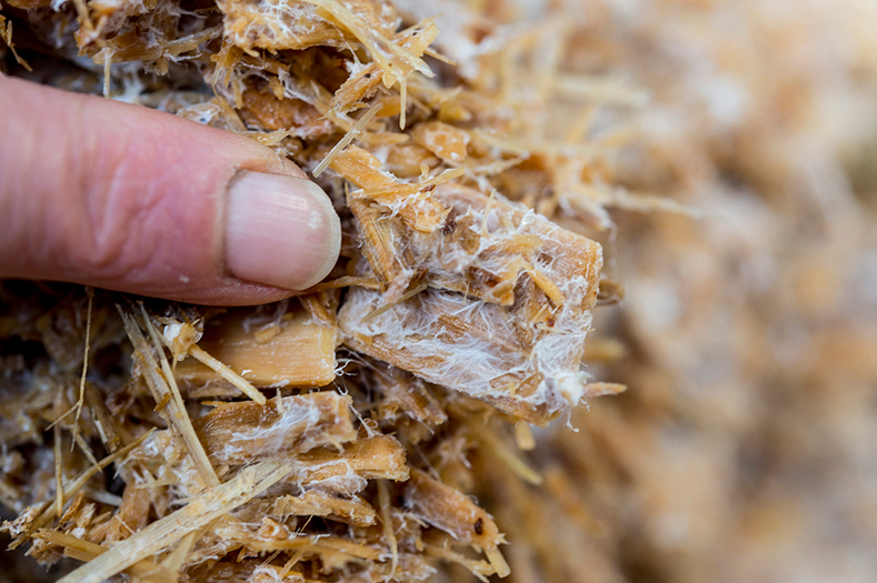 mycelium
