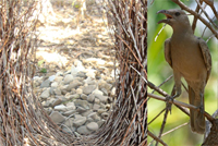 Bowerbird.jpg