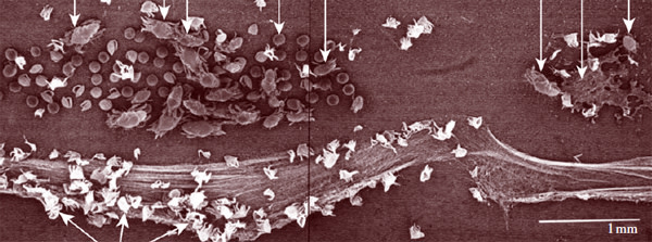 Spider_mites1.jpg