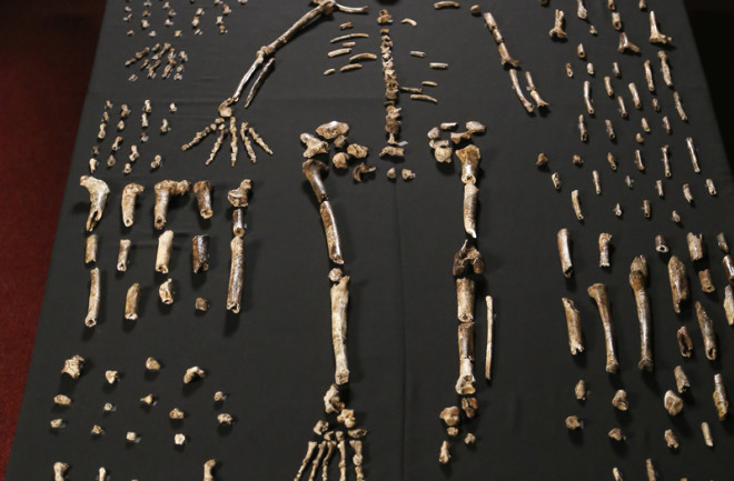 Homo naledi collection - UWMadison