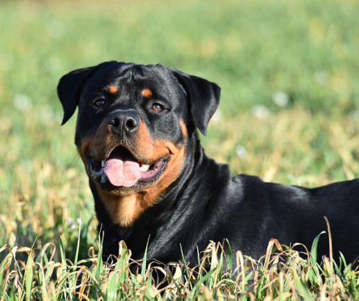 what color are rottweiler puppies