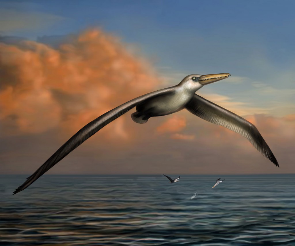 World S Largest Flying Bird Had 24 Foot Wingspan Discover Magazine