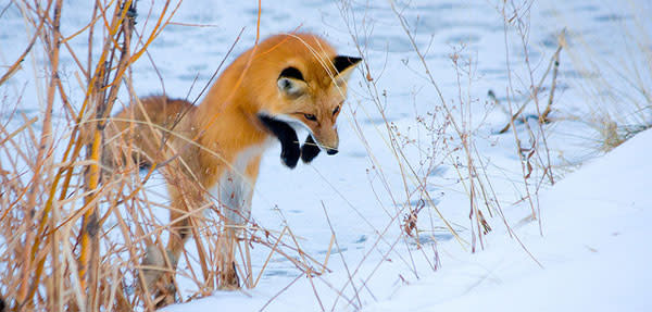 Fox_pounce