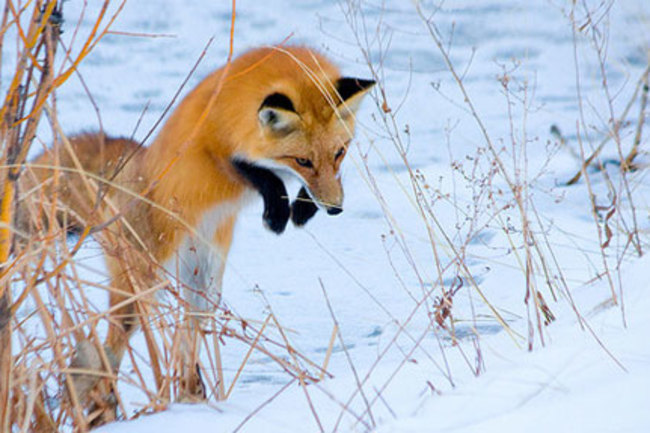 Foxes Use The Earth S Magnetic Field As A Targeting System Discover Magazine