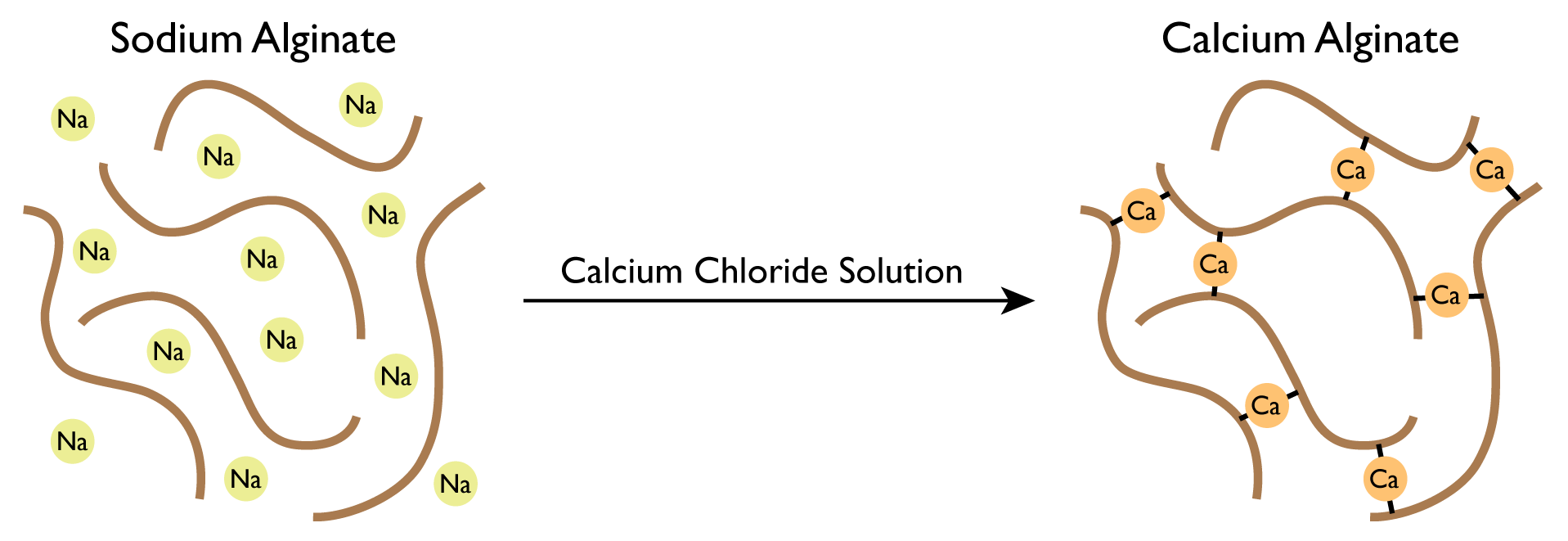 alginategelation1.png