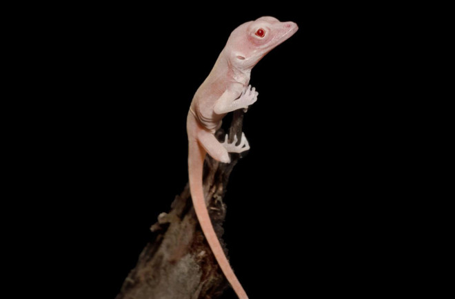 Albino-Lizard-1024x930