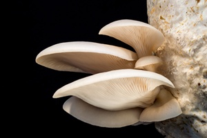 oyster-mushrooms