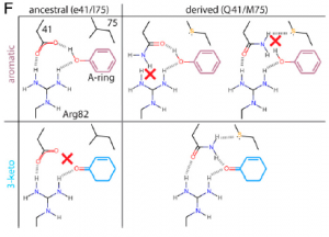 Steroids-300x216.png
