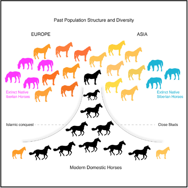 History of the Horse Ancient DNA Reveals Lost Lineages Discover Magazine