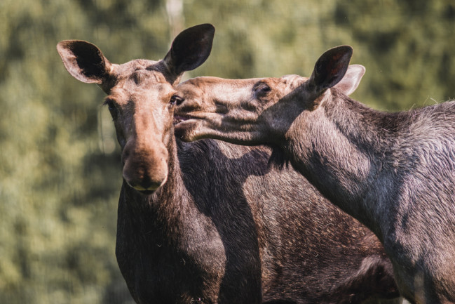 moose kissing