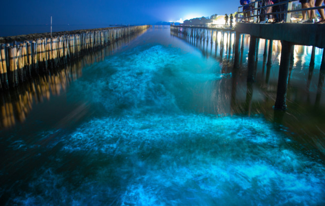 10 of the world's best bioluminescent beaches - Times Travel