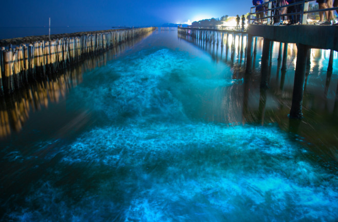 Bioluminescent Bay