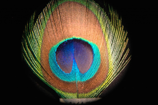 eyespot-1024x681.jpg