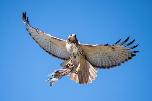 Hawks attacking hot sale small dogs