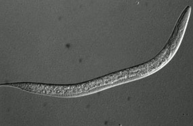 elegans.jpg