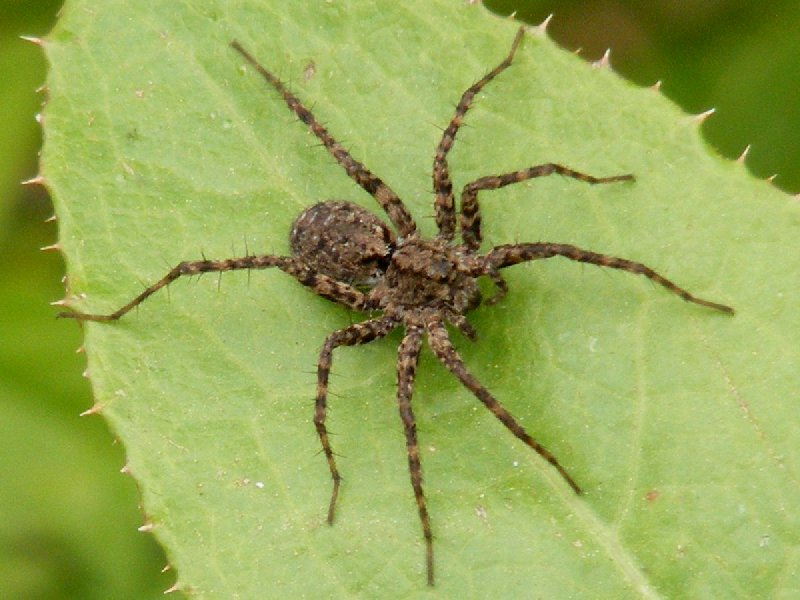PardosaMilvina3.jpg