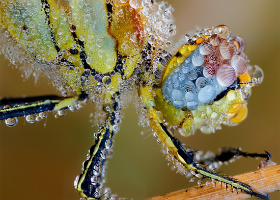 dragonfly.jpg